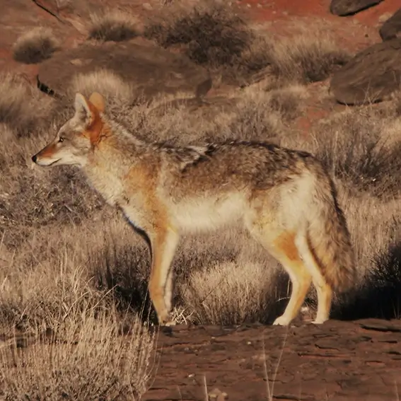 Wildlife at the Park